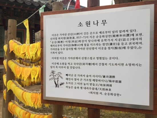 가야산 소원나무. 사람들의 소원들이 적힌 종이가 빼곡하게 걸려있다.