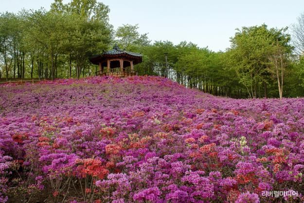 오난산전망공원 철쭉동산