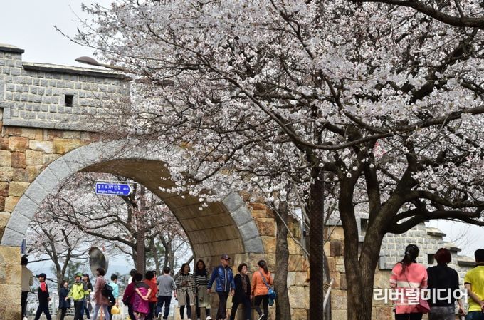 수원화성 성벽과 어우러진 벚꽃을 볼 수 있는 팔달산