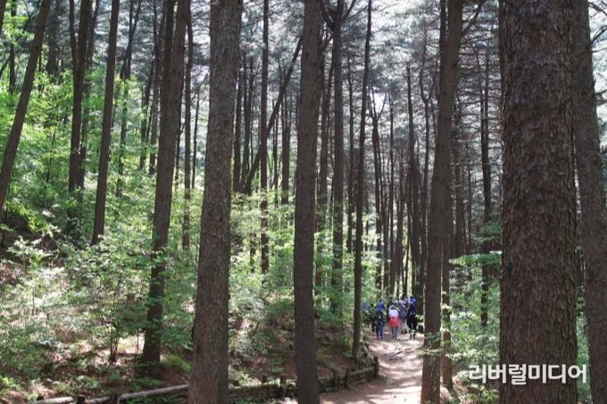 잣향기 푸른숲
