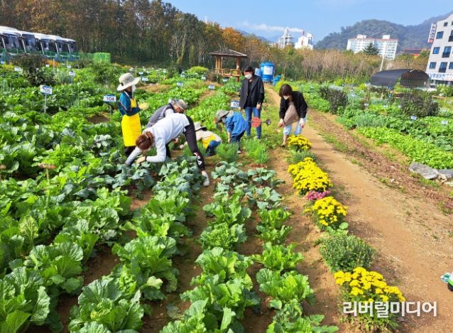공세동 시민농장에서 시민들이 텃밭을 꾸리고 있다