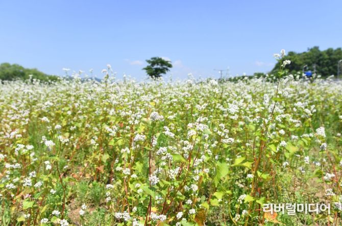성남 탄천 5950㎡ 규모 메밀꽃밭 '장관'