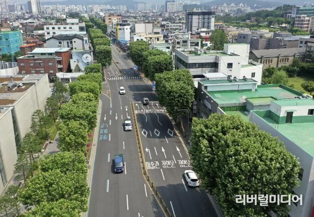 양버즘나무를 사각 기둥 모양으로 테마전지한 정조로 가로수길.