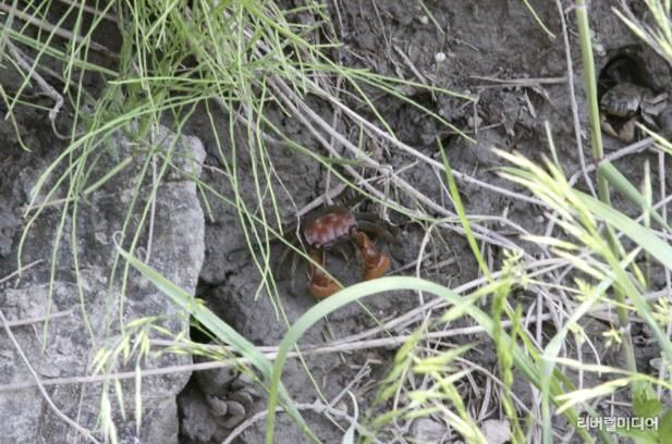 안산시, 멸종위기종 2급 붉은발말똥게 서식지 최초 확인