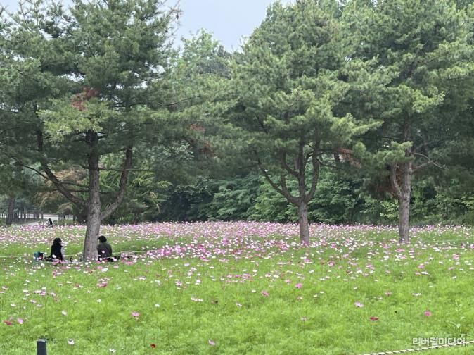 탑동시민농장에 조성한 코스모스 꽃밭