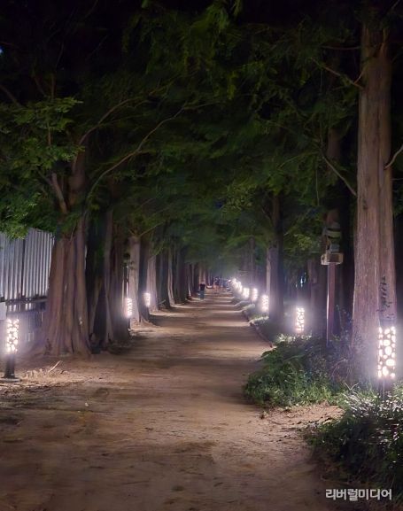 조명 개선사업이 완료 된 메타세쿼이아길