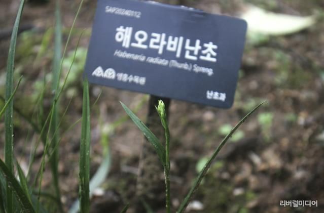 영흥수목원 두충나무 숲에서 꽃대를 올린 해오라비난초.