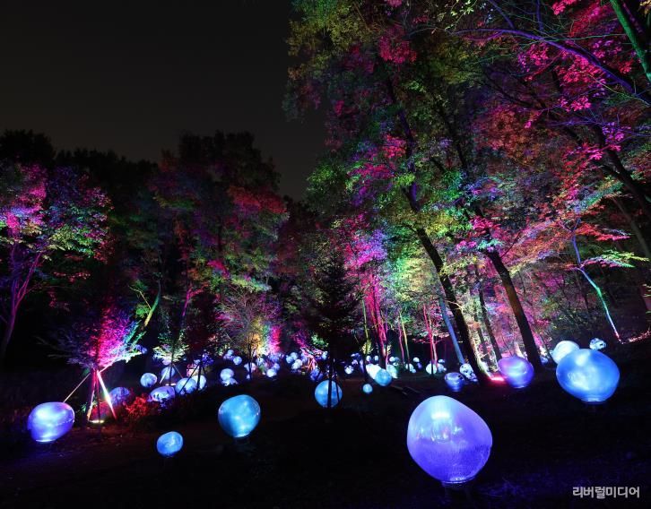 형형색색의 복사꽃 씨앗이 빛나는 도화씨 구간 전경