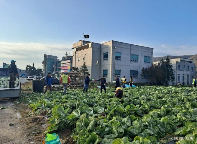 양평군 양동면 지역사회보장협의체, 기관·단체와 함께 동절기 배추·무 수확