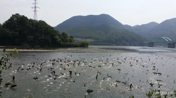 가평군, 5~6월 산란기 민물가마우지 집중 포획