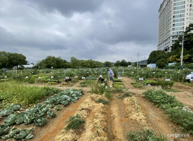 용인특례시는 오는 2월 3일부터 13일까지 용인시민농장에서 텃밭을 가꿀 도시농부 총 815팀을 모집한다
