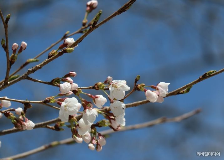 물향기수목원 왕벚나무 전경